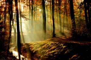 light shining through trees in autumn