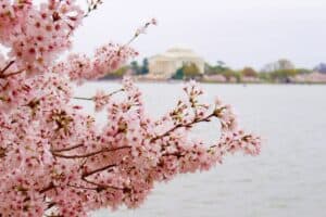 cherry blossoms in Washington, DC