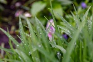 grass and flowers covered in dew