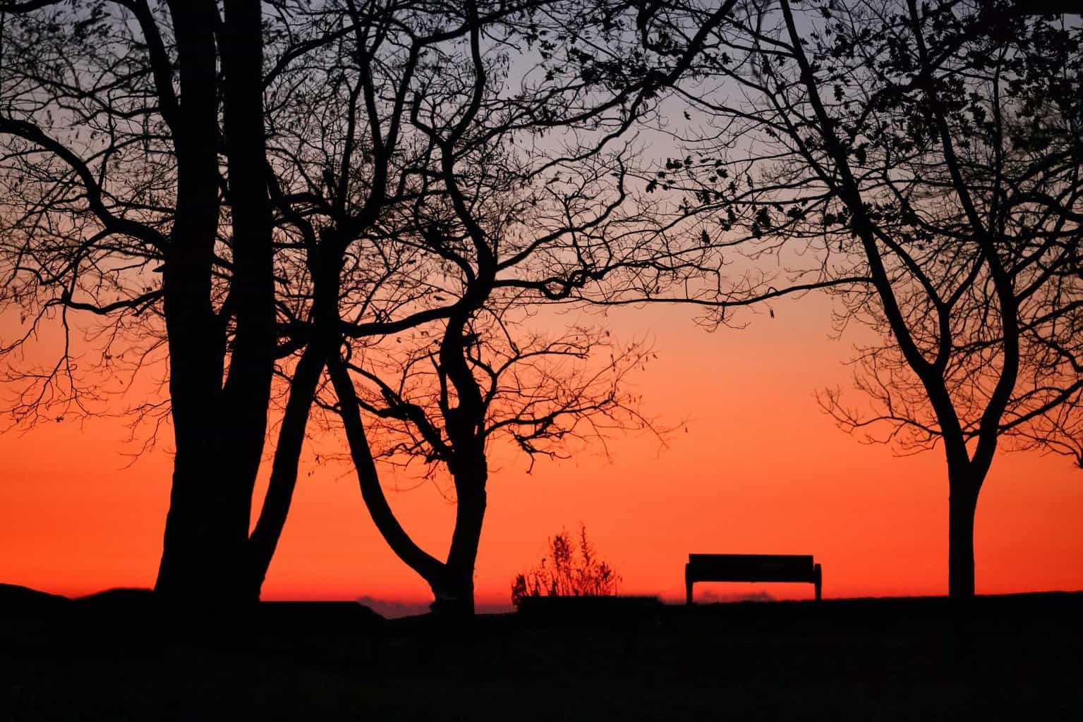 Trees in front of a red sunset