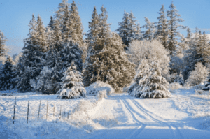 Snowy trees with a snow path leading that way