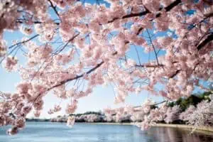 Cherry blossoms hanging over the Tidal Basin