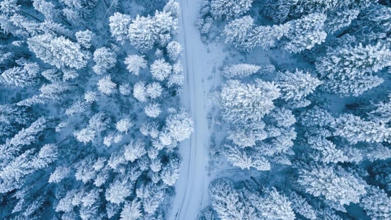 top-down view of snowy trees