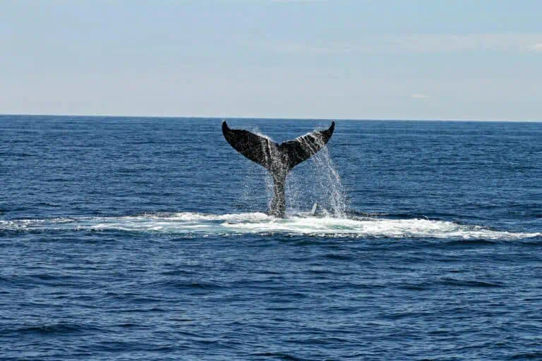 a whale's tail emerging from the ocean