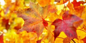 many colorful fall leaves