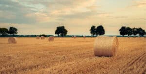 golden field of hay at sunset