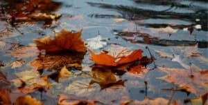 Autumn leaves in a puddle